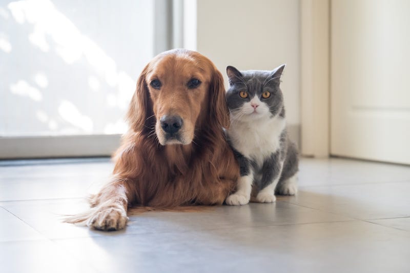 Golden Retriever and British Shorthair cat