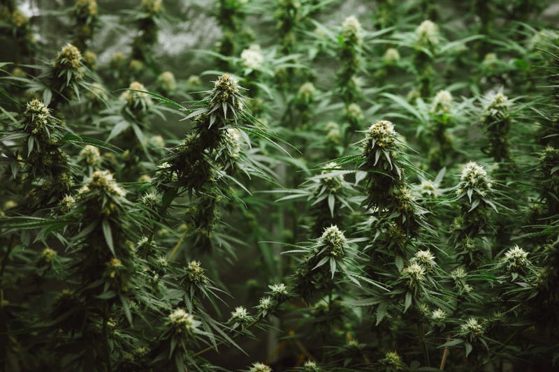 Flower buds of cannabis sativa plants in a greenhouse.