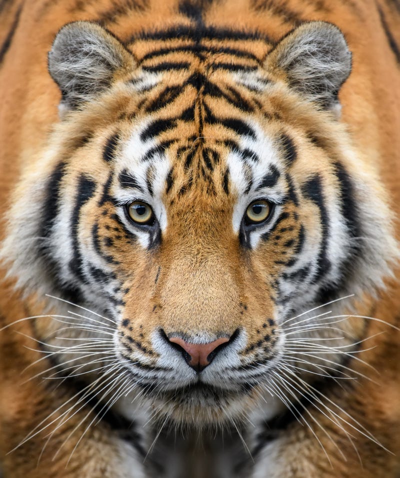 Close up detail portrait of big Siberian or Amur tiger
