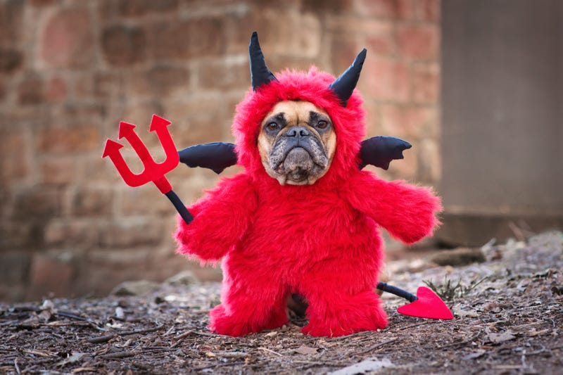 As Halloween approaches, vet says ‘never’ leave pets in costume unattended
