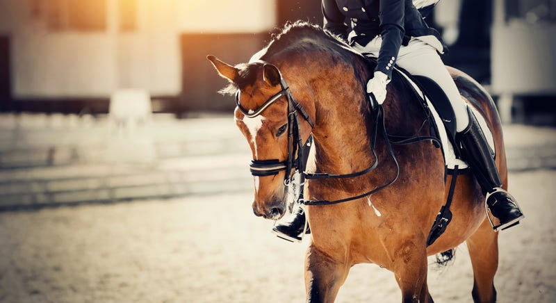 Dressage
