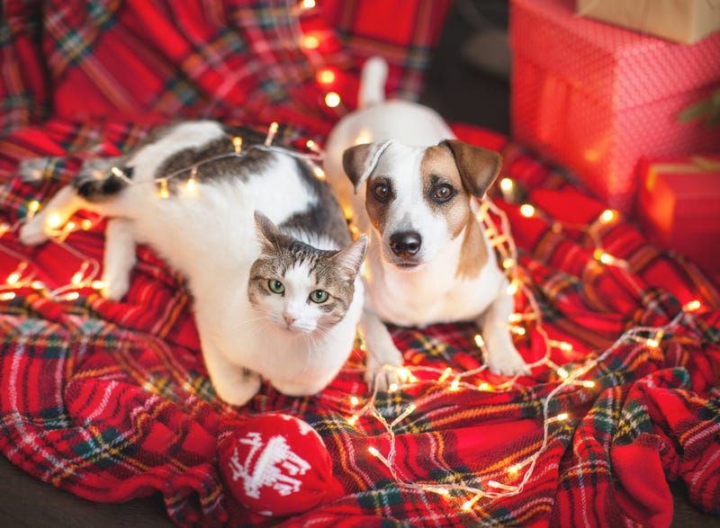 Dog and cat in christmas decoration. Happy new year and merry Christmas!