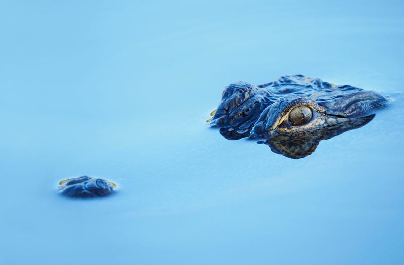 Alligator