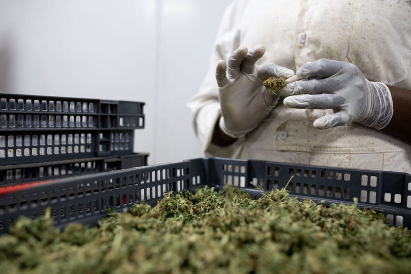 Marijuana