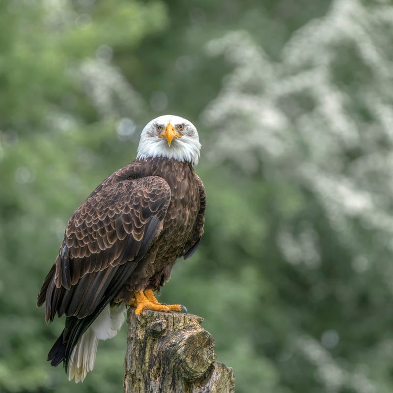 Bald eagle