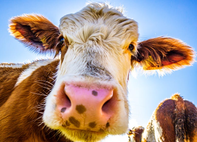 Cow