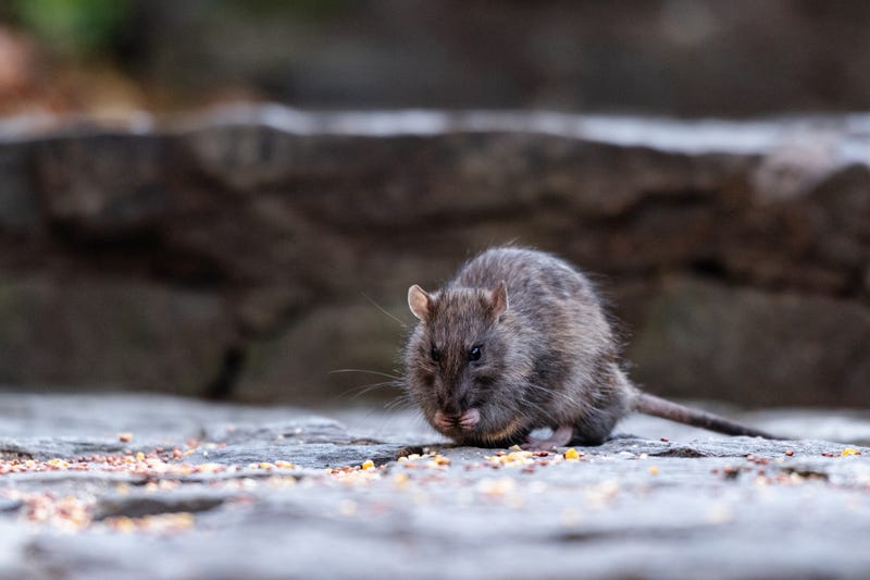 A rat.