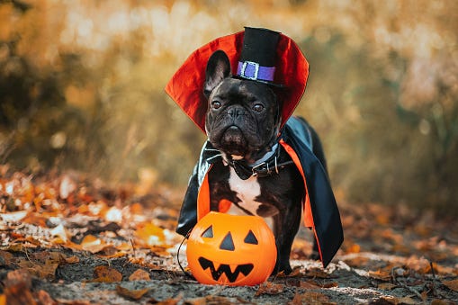 halloween pug