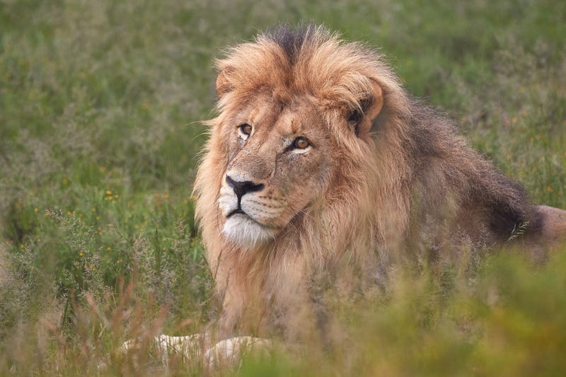 A lion.