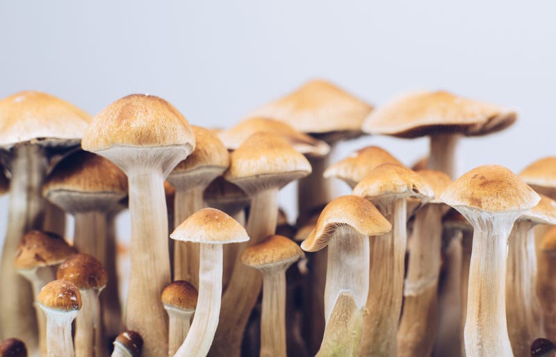 Psilocybin mushrooms
