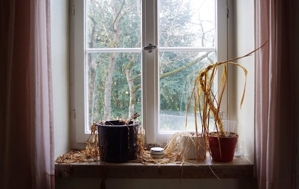 Dead houseplants near a window