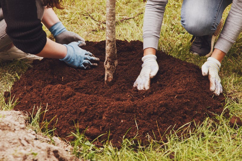 planting a tree