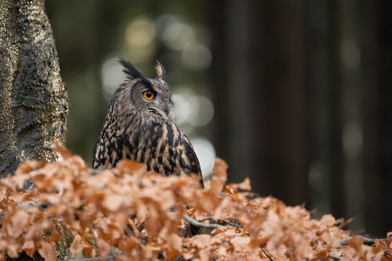 Eurasian eagle-owl