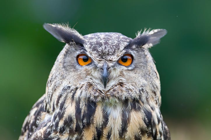 Eurasian Eagle Owl.