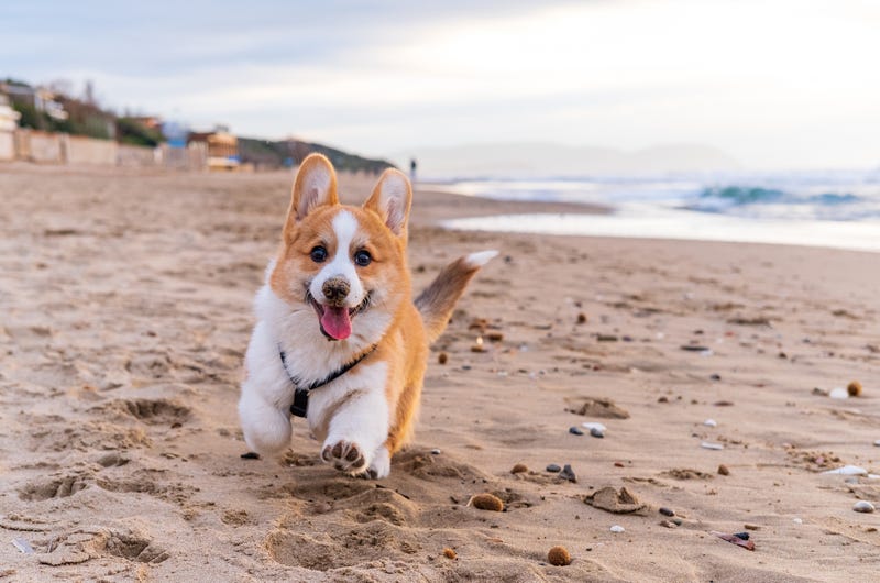 Corgi