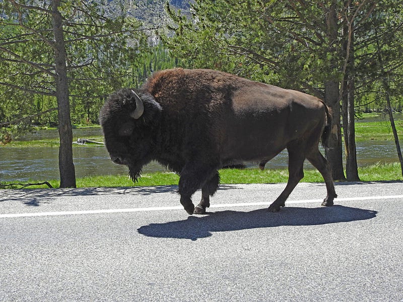 buffalo along the road