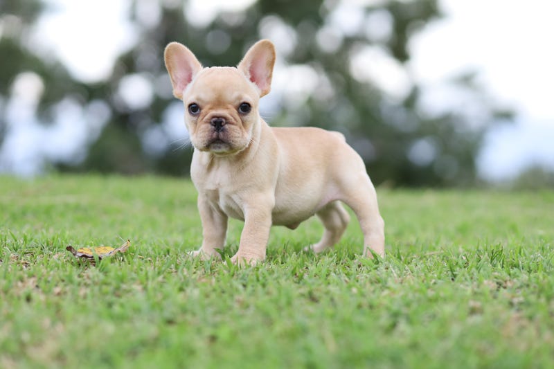 French Bulldog