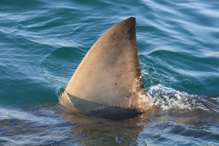 Dorsal fin of the great white shark.