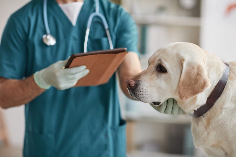 Cropped portrait of unrecognizable male veterinarian examining white Labrador dog at vet clinic.