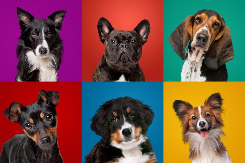 collection of different dog breeds