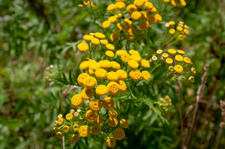 Tansy