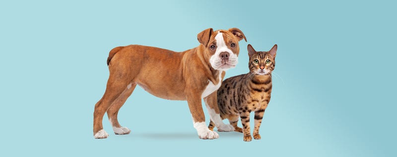 Dog and cat