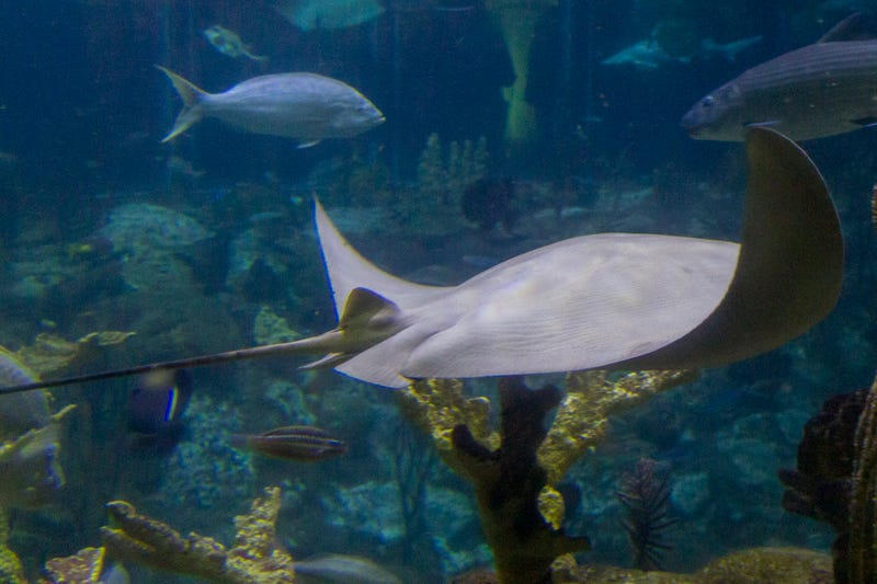 Shedd Aquarium
