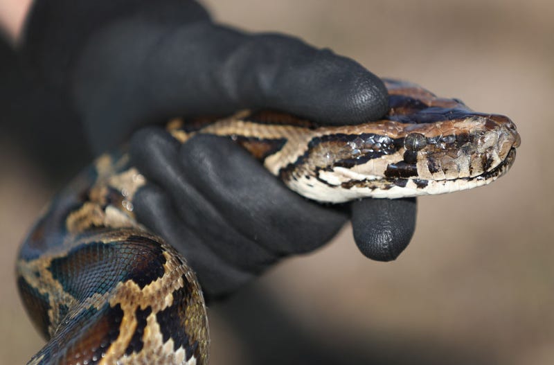 Burmese python