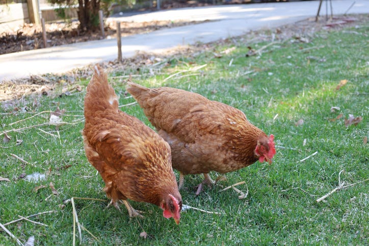 Plano city council approves backyard chickens