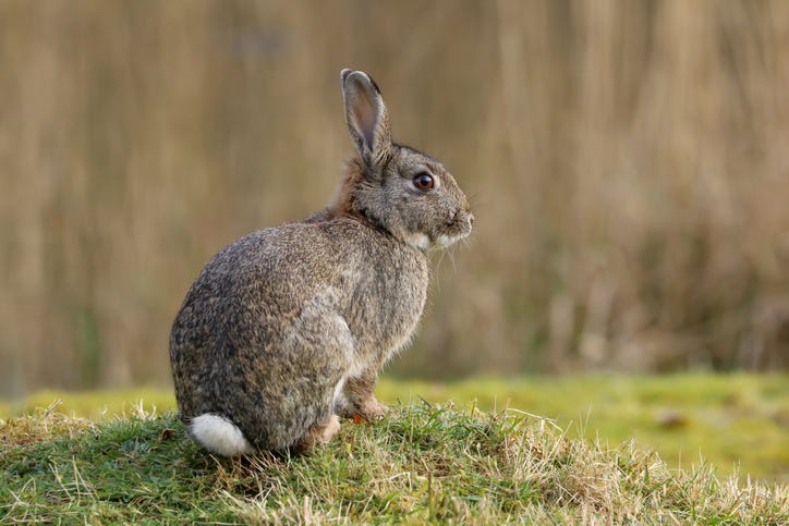 Bunny