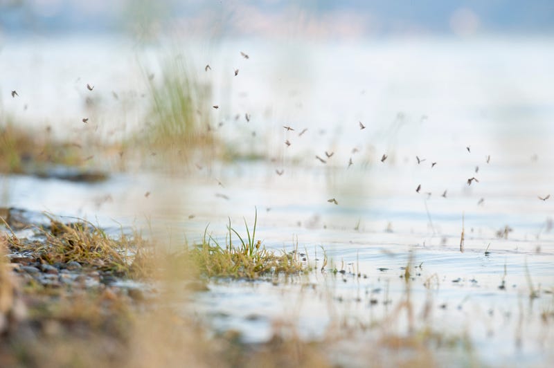 Mosquitoes in a pond