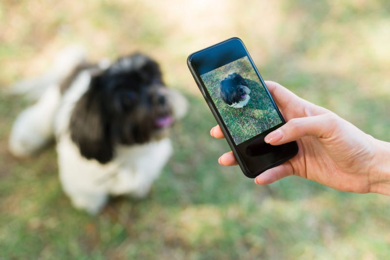 A person taking a picture of a small dog at the park.