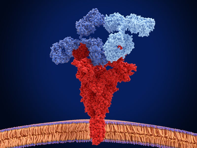 Two different therapeutic monoclonal antibodies bind at different antigenic sites of the coronavirus spike protein. They can confer synergistic protection against SARS-CoV-2.