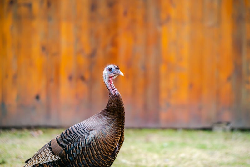 Turkey in a backyard.