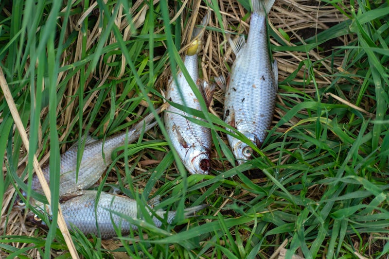 Fish in Grass