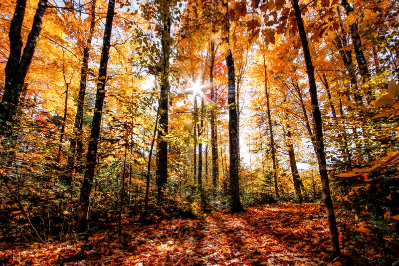 Fall Foliage