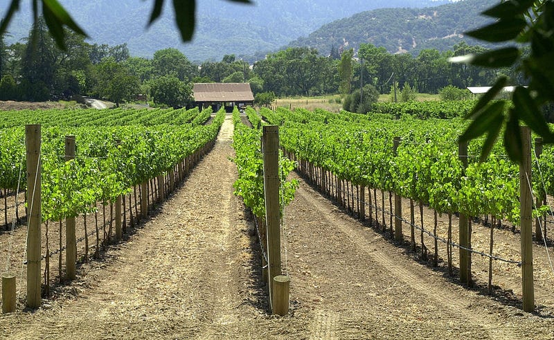 Rows of grape vines are growing June 20, 2001 at a vineyard in Napa, California.