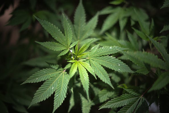 Marijuana leaves