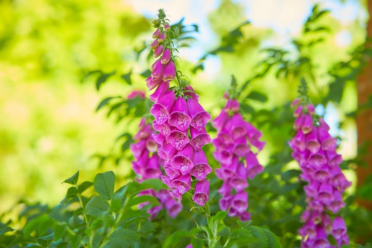 Foxglove