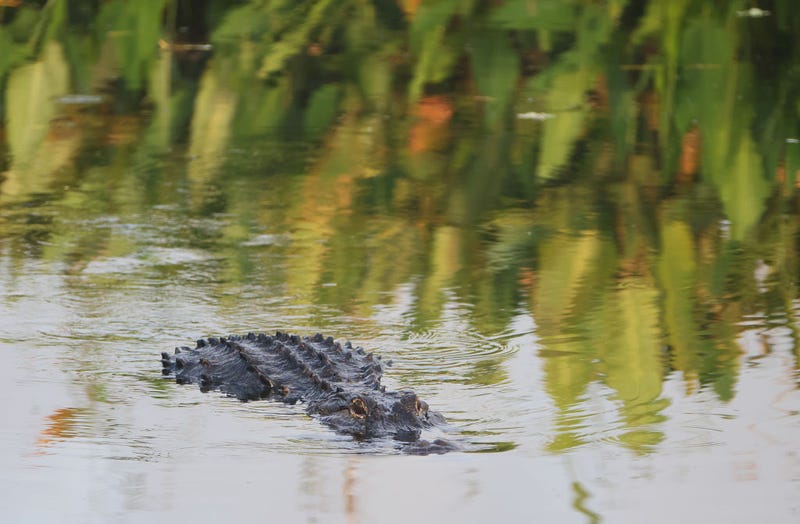 Alligator