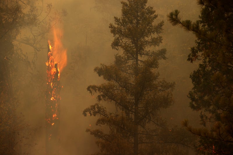 A tree burns as the Dixie Fire moves through the area on July 26, 2021 near Quincy, California