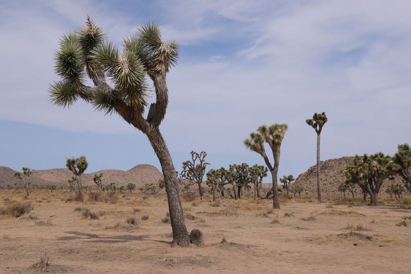 Joshua trees (Yucca brevifolia) stand in Joshua Tree National Park on July 23, 2021 near Twentynine Palms, California.