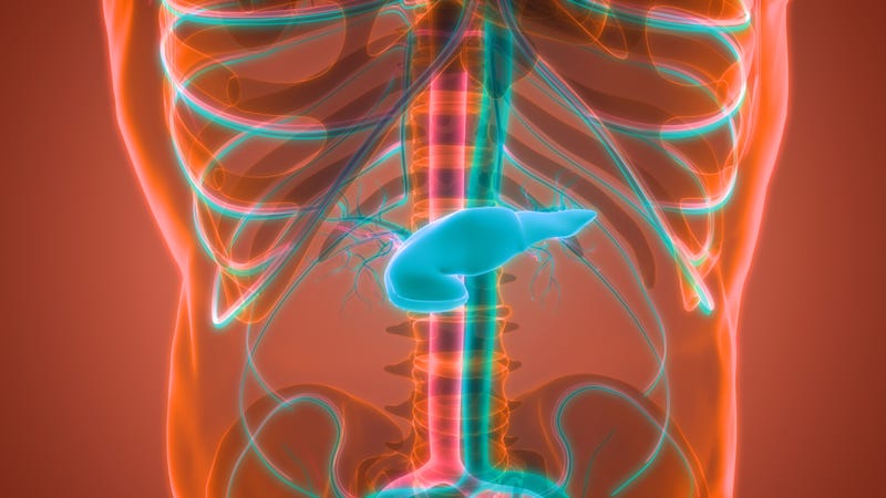 Rendering of a where the pancreas is located in the human body.