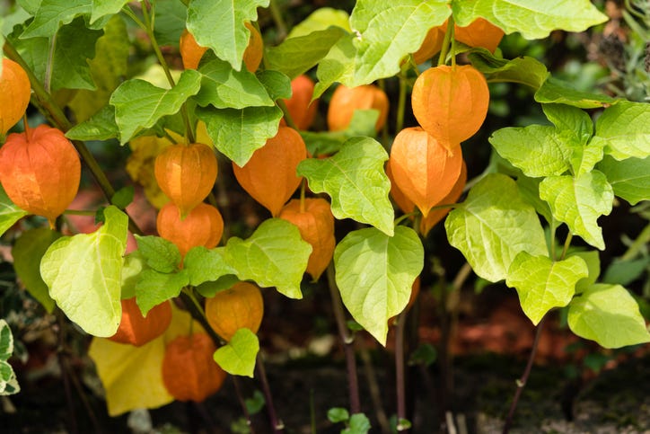 Chinese Lanterns