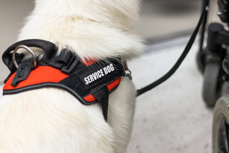 Service dog stock photo.