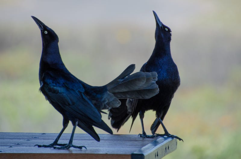 Grackles return to North Texas parking lots