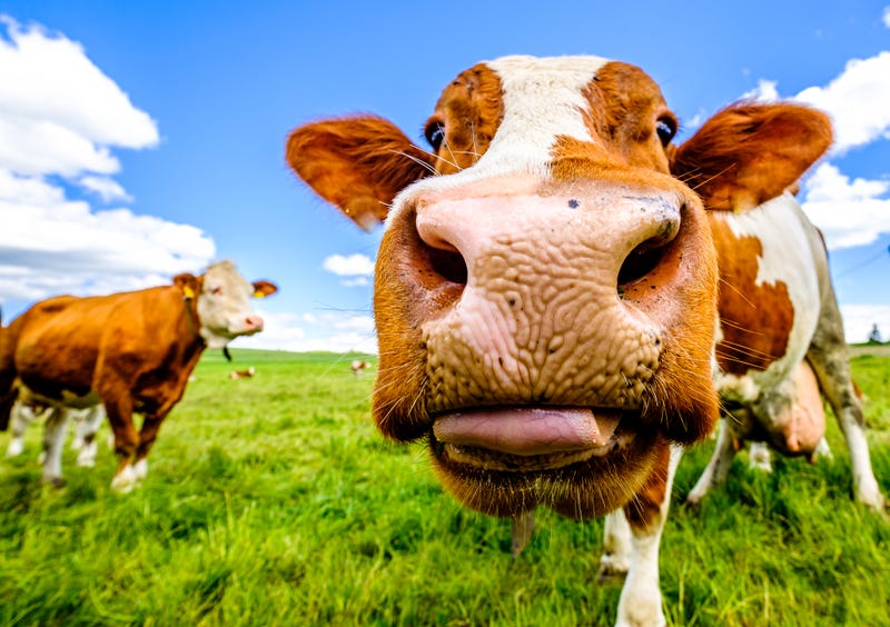 Cows