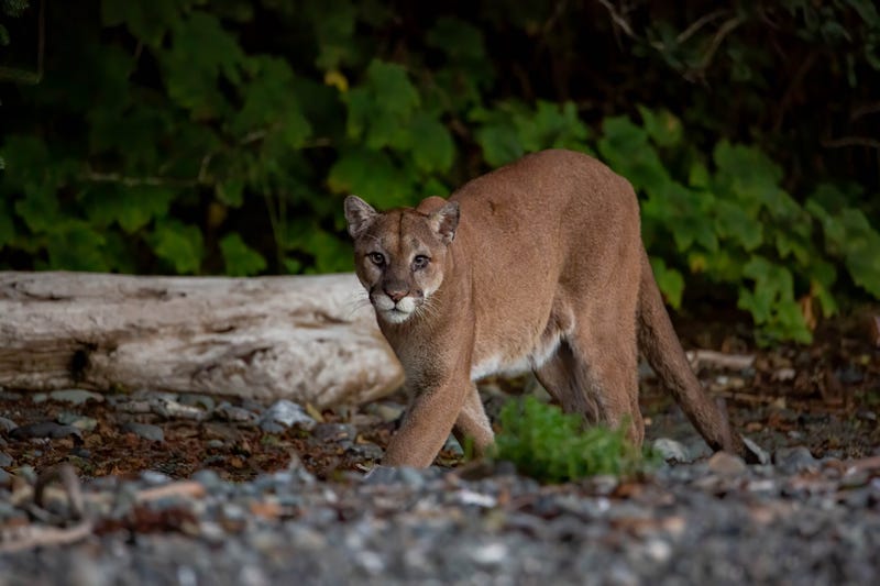 The mountain lion was collared and tagged in 2016.