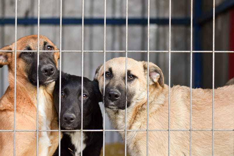 Dogs behind bars at the animal shelter.