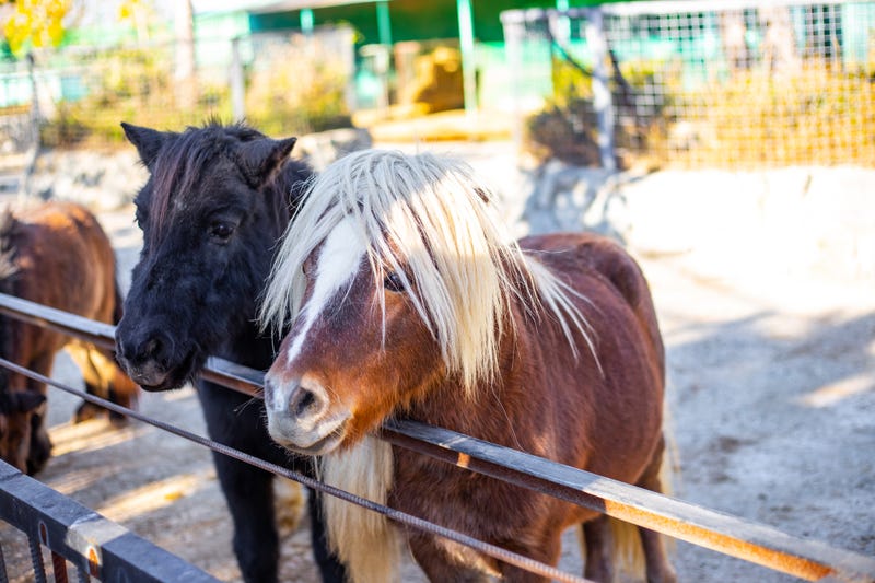 pony rides